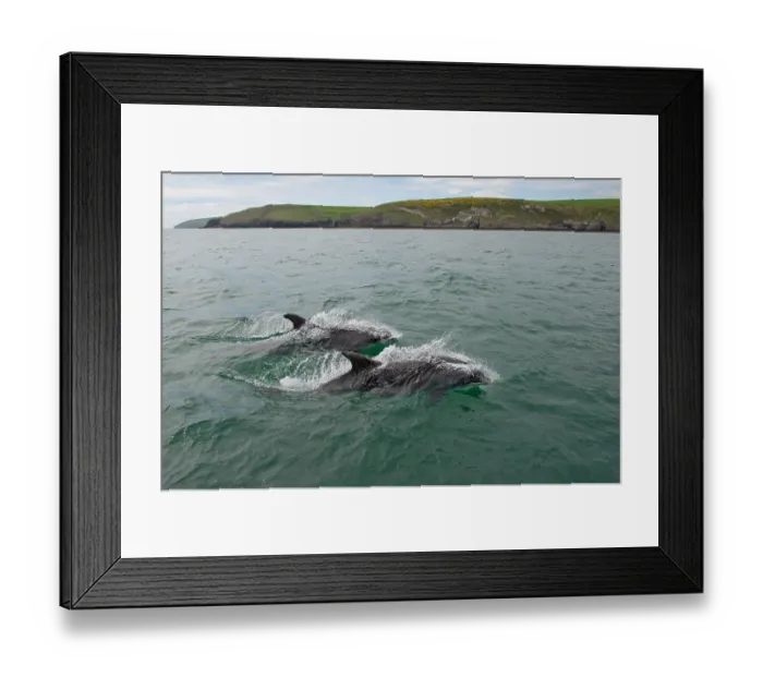 Framed Print : Bottlenose dolphins (Tursiops truncatus) surfacing, Abersoch, Gwynedd, Wales, UK, Cardigan Bay, May Framed Print : Bottlenose dolphins (Tursiops truncatus) surfacing, Abersoch, Gwynedd, Wales, UK, Cardigan Bay, May