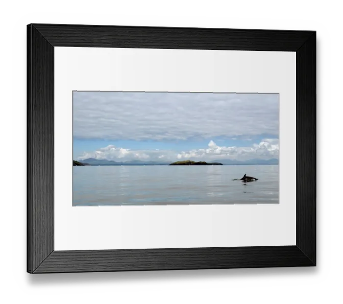 Framed Print : Bottlenose dolphin (Tursiops truncatus) surfacing with St Tudwals Islands behind, Abersoch, Gwynedd, Wales, UK, Cardigan Bay, July Framed Print : Bottlenose dolphin (Tursiops truncatus) surfacing with St Tudwals Islands behind, Abersoch, Gwynedd, Wales, UK, Cardigan Bay, July