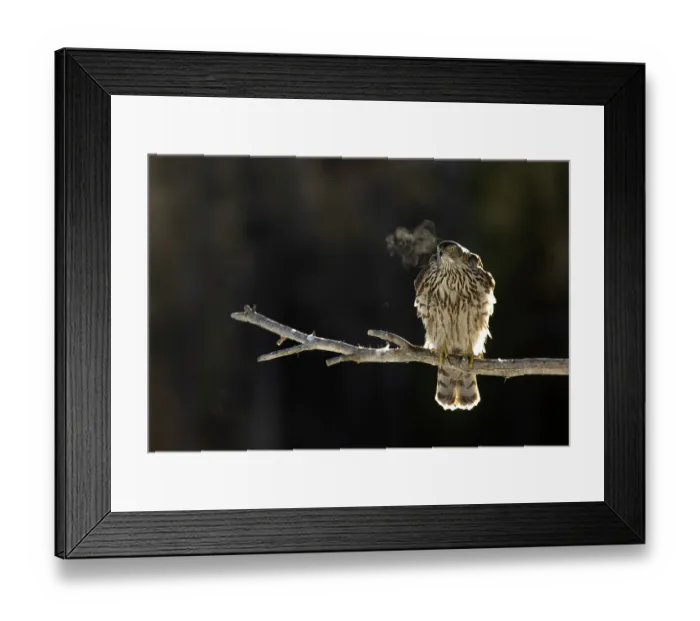 Framed Print : Goshawk (Accipiter gentilis) perched on branch, with breath visible in the cold air, Finland. March Framed Print : Goshawk (Accipiter gentilis) perched on branch, with breath visible in the cold air, Finland. March