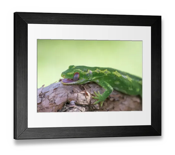 Framed Print : Jewelled gecko (Naultinus gemmeus) resting on trunk of New Zealand fushia tree (Fuchsia excorticata) cleaning eye with tongue, Banks Peninsula, Canterbury, South Island Framed Print : Jewelled gecko (Naultinus gemmeus) resting on trunk of New Zealand fushia tree (Fuchsia excorticata) cleaning eye with tongue, Banks Peninsula, Canterbury, South Island