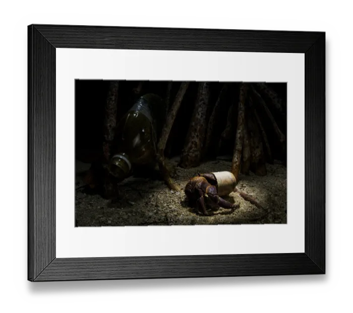 Framed Print : Land hermit crab (Coenobita sp.) wandering around at night among mangroves, using a plastic cap from a deodorant instead of a shell Framed Print : Land hermit crab (Coenobita sp.) wandering around at night among mangroves, using a plastic cap from a deodorant instead of a shell