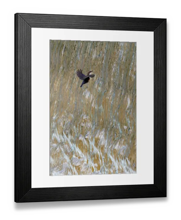Framed Print : Dipper (Cinclus cinclus) flying through waterfall, Bavaria, Germany. May Framed Print : Dipper (Cinclus cinclus) flying through waterfall, Bavaria, Germany. May