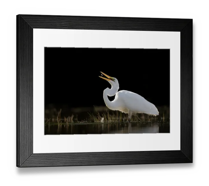 Framed Print : Eastern great egret (Ardea alba modesta) standing in shallow water with fish prey in beak, Lake McGregor, Canterbury, South Island, New Zealand Framed Print : Eastern great egret (Ardea alba modesta) standing in shallow water with fish prey in beak, Lake McGregor, Canterbury, South Island, New Zealand