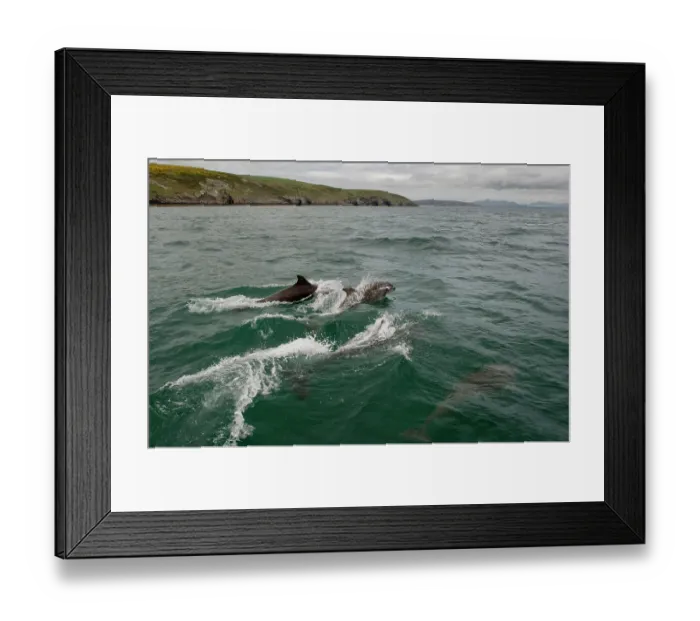 Framed Print : Bottlenose dolphin (Tursiops truncatus) pod surfacing and swimming under water's surface, with Llyn Peninsula behind, Abersoch, Gwynedd, Wales, UK, Cardigan Bay, May Framed Print : Bottlenose dolphin (Tursiops truncatus) pod surfacing and swimming under water's surface, with Llyn Peninsula behind, Abersoch, Gwynedd, Wales, UK, Cardigan Bay, May