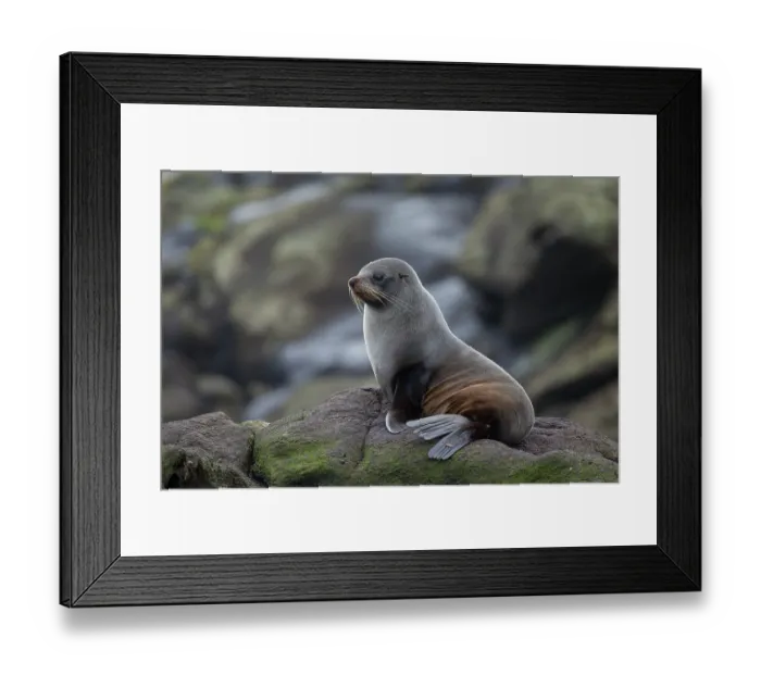 Framed Print : New Zealand fur seal (Arctocephalus forsteri) resting on rocky shore, Rangatira Island, Chatham Islands, New Zealand Framed Print : New Zealand fur seal (Arctocephalus forsteri) resting on rocky shore, Rangatira Island, Chatham Islands, New Zealand