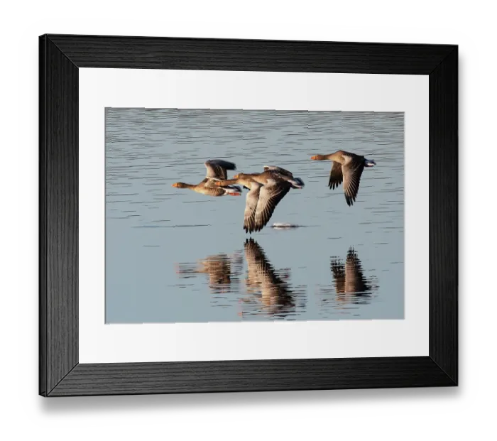 Framed Print : Four Greylag geese (Anser anser) flying low over lake, East Chevington Reserve, Druridge Bay, Northumberland, UK. November Framed Print : Four Greylag geese (Anser anser) flying low over lake, East Chevington Reserve, Druridge Bay, Northumberland, UK. November