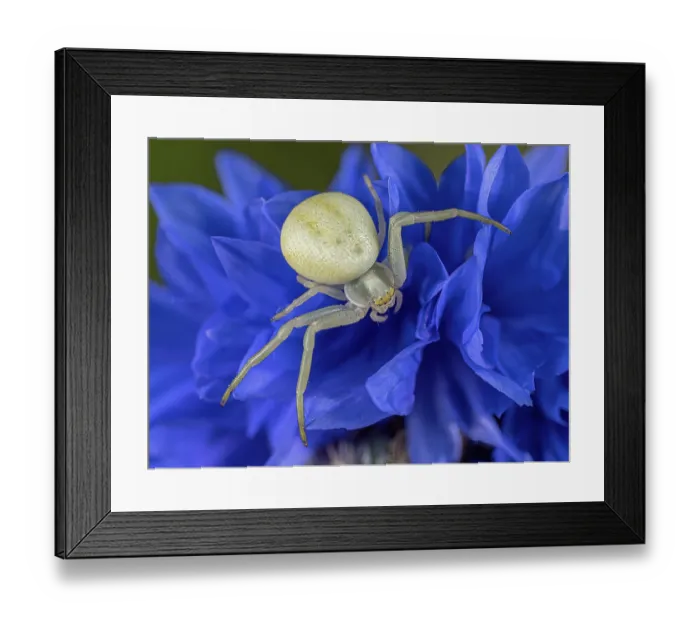 Framed Print : Crab spider (Misumena vatia) female, resting on Cornflower (Centaurea cyanus), Podere Montecucco, Orvieto, Umbria, Italy. July Framed Print : Crab spider (Misumena vatia) female, resting on Cornflower (Centaurea cyanus), Podere Montecucco, Orvieto, Umbria, Italy. July