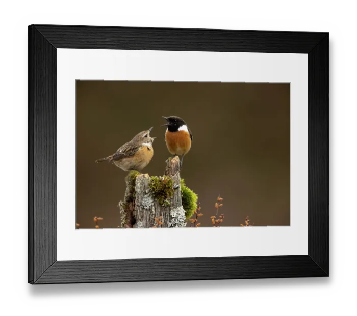 Framed Print : European stonechat (Saxicola rubicola) male and juvenile perched on a tree stump, the juvenile begging for food, Dumfries and Galloway, Scotland, UK. May Framed Print : European stonechat (Saxicola rubicola) male and juvenile perched on a tree stump, the juvenile begging for food, Dumfries and Galloway, Scotland, UK. May