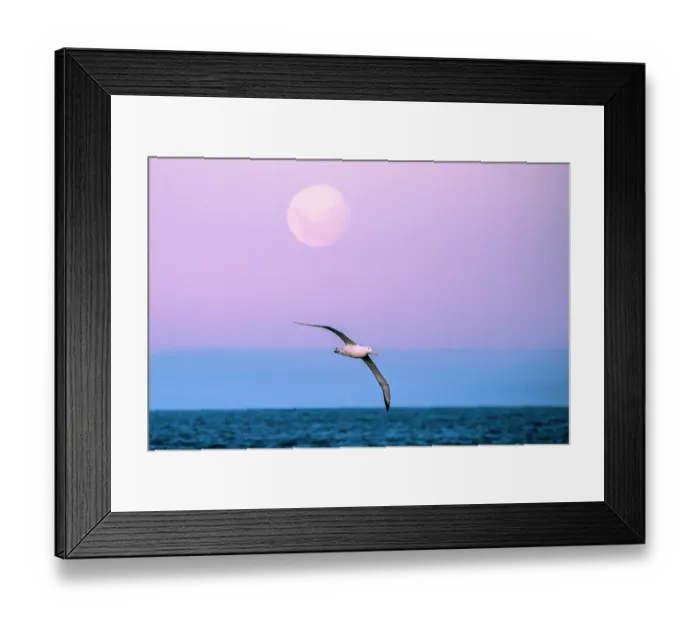 Framed Print : Southern royal albatross (Diomedea epomophora) in flight over the ocean with the rising full moon in the sky above, Campbell Island, New Zealand Sub Antarctic Islands Framed Print : Southern royal albatross (Diomedea epomophora) in flight over the ocean with the rising full moon in the sky above, Campbell Island, New Zealand Sub Antarctic Islands