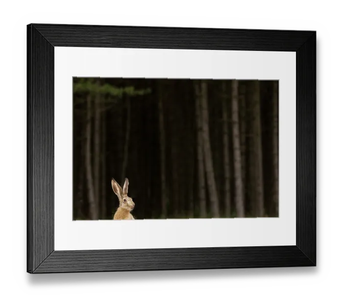 Framed Print : European hare (Lepus europaeus) sitting alert at edge of woodland, Hungary. June Framed Print : European hare (Lepus europaeus) sitting alert at edge of woodland, Hungary. June