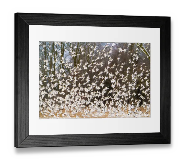 Framed Print : Snow buntings (Plectrophenax nivalis) large flock taking flight in winter, Vermont, USA. January Framed Print : Snow buntings (Plectrophenax nivalis) large flock taking flight in winter, Vermont, USA. January