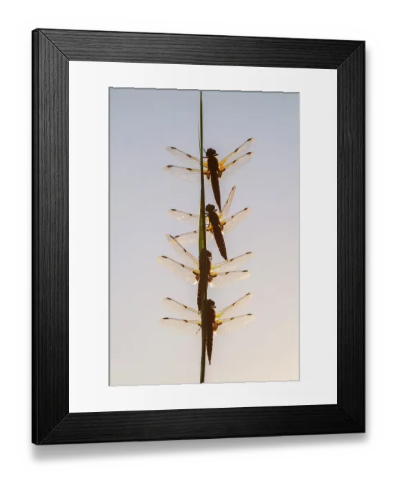 Framed Print : Group of Four-spotted chaser dragonflies (Libellula quadrimaculata) roosting on plant stem, backlit in the early morning light, Ham Wall RSPB Nature Reserve, Somerset Levels, UK Framed Print : Group of Four-spotted chaser dragonflies (Libellula quadrimaculata) roosting on plant stem, backlit in the early morning light, Ham Wall RSPB Nature Reserve, Somerset Levels, UK