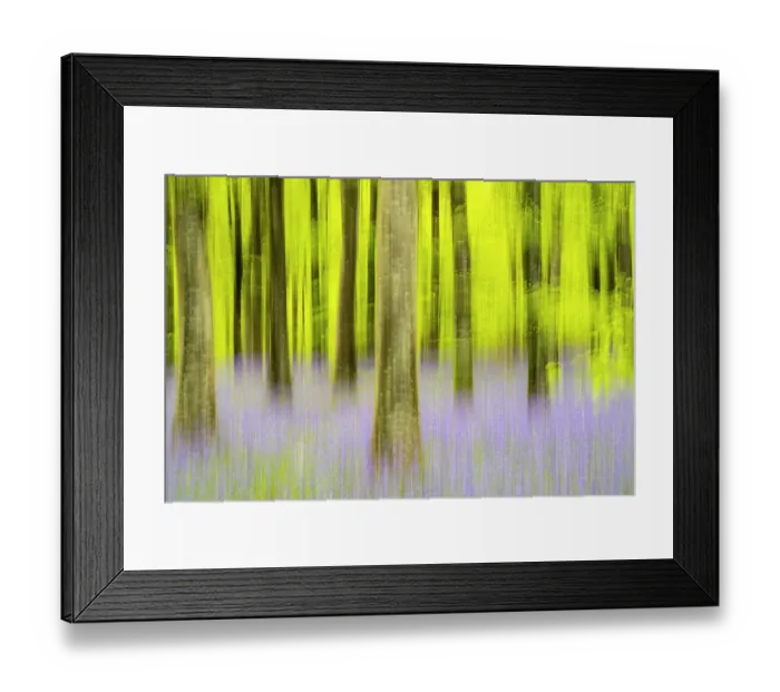Framed Print : Bluebells (Hyacinthoides non-scripta) flowering in Beech woodland in spring, Dorset, UK. May Framed Print : Bluebells (Hyacinthoides non-scripta) flowering in Beech woodland in spring, Dorset, UK. May