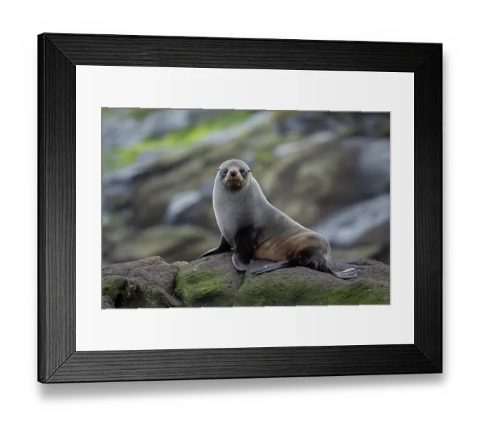 Framed Print : New Zealand fur seal (Arctocephalus forsteri) resting on rocky shore, Rangatira Island, Chatham Islands, New Zealand Framed Print : New Zealand fur seal (Arctocephalus forsteri) resting on rocky shore, Rangatira Island, Chatham Islands, New Zealand