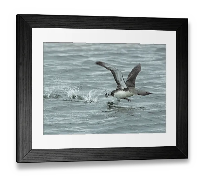 Framed Print : Red-throated diver (Gavia stellata) male, running over the water at speed and taking flight, Kongsfjordfjellet, Finnmark, Norway. June Framed Print : Red-throated diver (Gavia stellata) male, running over the water at speed and taking flight, Kongsfjordfjellet, Finnmark, Norway. June