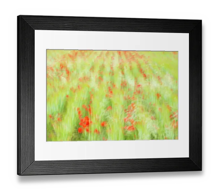 Framed Print : Poppies (Papaver rhoeas) flowering flower in field, Polly Joke, Crantock, Cornwall, UK. June Framed Print : Poppies (Papaver rhoeas) flowering flower in field, Polly Joke, Crantock, Cornwall, UK. June