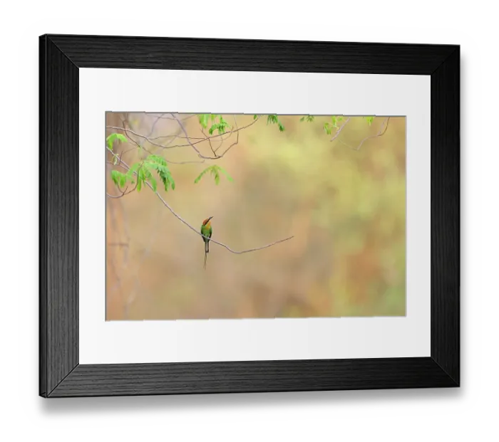 Framed Print : Böhm's bee-eater (Merops boehmi) perched on thin branch of wild Mango (Mangifera sp.) tree in riparian woodland, Thangadzi River Conservancy, Southern Malawi