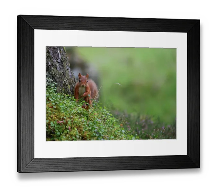 Framed Print : Red squirrel (Sciurus vulgaris) standing at base of Pine tree in woodland garden, Perthshire, Scotland, UK. September. Cropped Framed Print : Red squirrel (Sciurus vulgaris) standing at base of Pine tree in woodland garden, Perthshire, Scotland, UK. September. Cropped