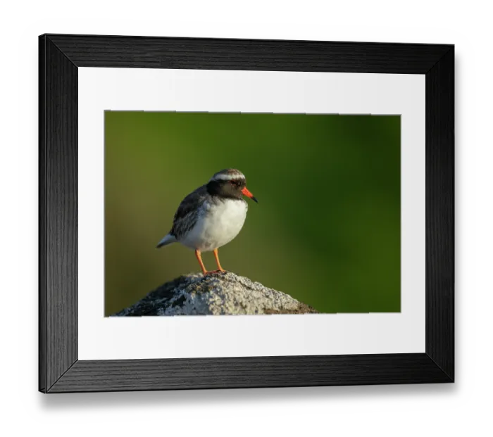 Framed Print : Shore plover (Thinornis novaeseelandiae) male, perched on a rock, Rangatira Island, Chatham Islands, New Zealand. Endangered
