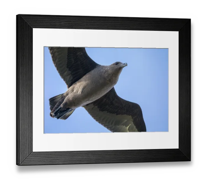 Framed Print : Southern skua (Stercorarius antarcticus) in flight, Rangatira Island, Chatham Islands, New Zealand Framed Print : Southern skua (Stercorarius antarcticus) in flight, Rangatira Island, Chatham Islands, New Zealand