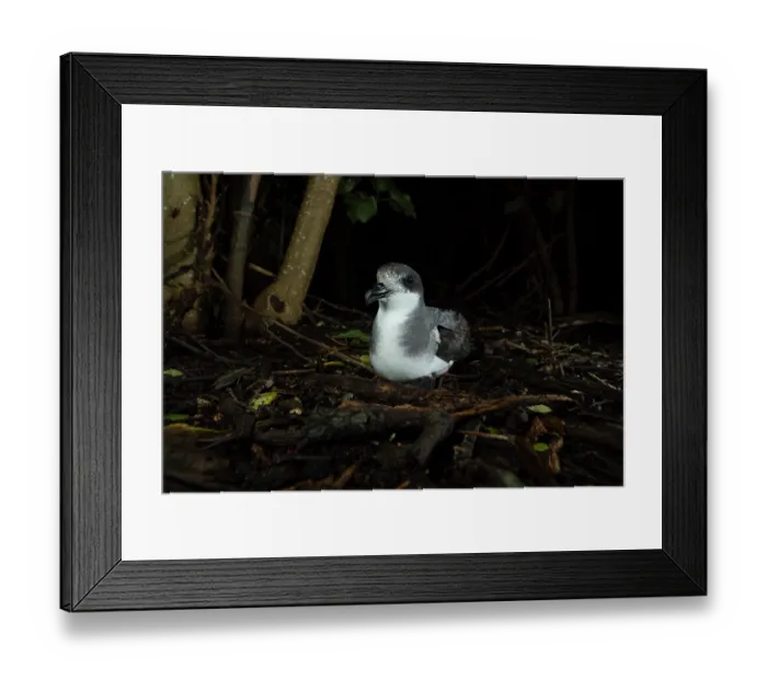 Framed Print : Chatham petrel (Pterodroma axillaris) resting on the surface next to burrow in the forest, Rangatira Island, Chatham Islands, New Zealand