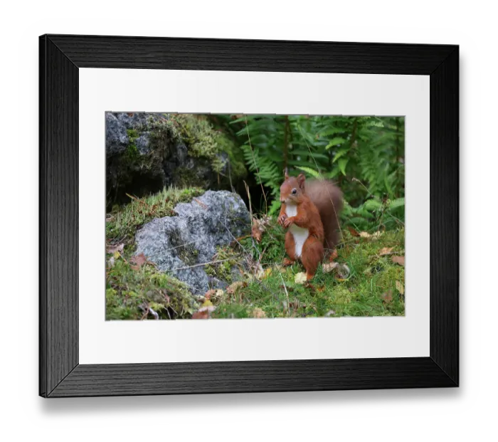 Framed Print : Red squirrel (Sciurus vulgaris) sitting on mossy rock in woodland garden, Perthshire, Scotland, UK. September. Cropped Framed Print : Red squirrel (Sciurus vulgaris) sitting on mossy rock in woodland garden, Perthshire, Scotland, UK. September. Cropped