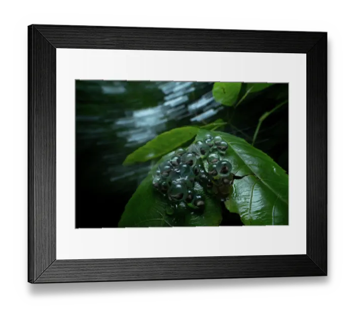 Framed Print : Bombay night frog (Nyctibatrachus humayuni) egg cluster, with tadpoles visible inside translucent eggs, on leaf, Amboli, Maharastra, India Framed Print : Bombay night frog (Nyctibatrachus humayuni) egg cluster, with tadpoles visible inside translucent eggs, on leaf, Amboli, Maharastra, India