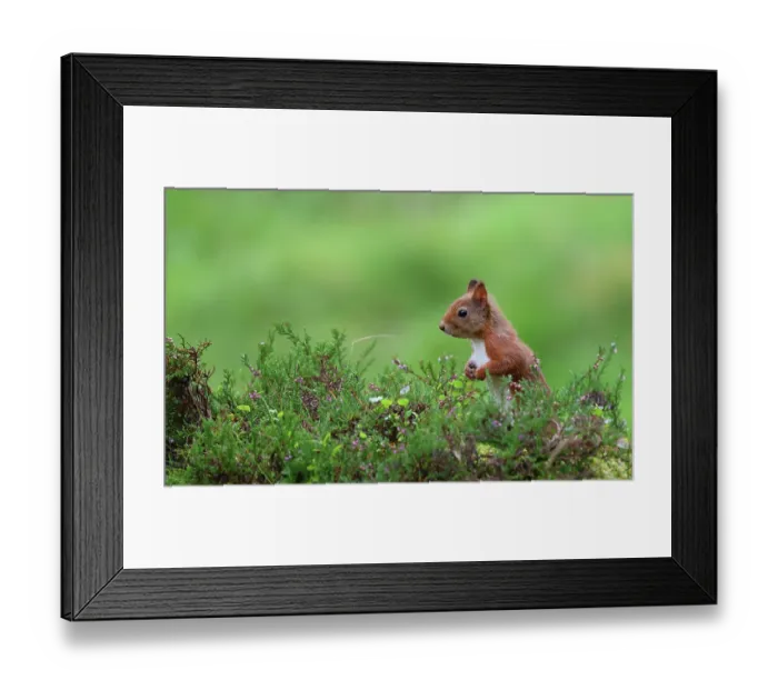 Framed Print : Red squirrel (Sciurus vulgaris) sitting upright among heather, in woodland garden, Perthshire, Scotland, UK. September. Cropped Framed Print : Red squirrel (Sciurus vulgaris) sitting upright among heather, in woodland garden, Perthshire, Scotland, UK. September. Cropped