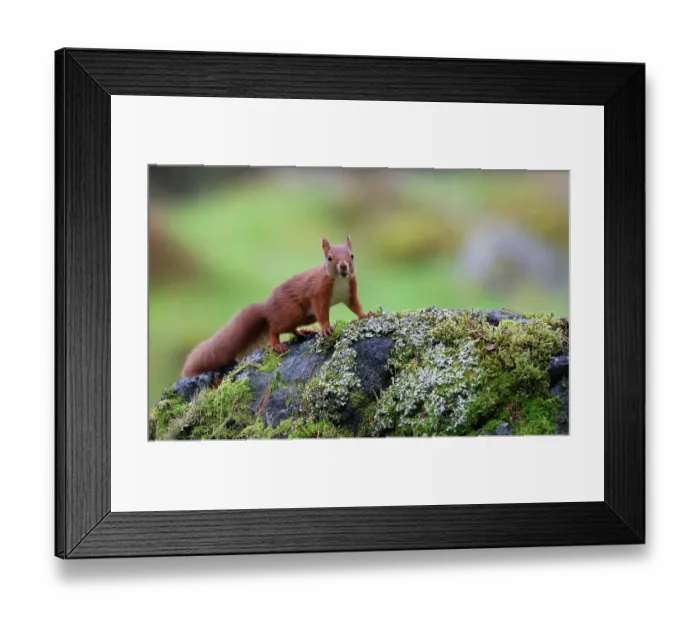 Framed Print : Red squirrel (Sciurus vulgaris) standing on mossy rock in woodland garden, Perthshire, Scotland, UK. September. Cropped Framed Print : Red squirrel (Sciurus vulgaris) standing on mossy rock in woodland garden, Perthshire, Scotland, UK. September. Cropped