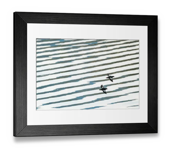Framed Print : Two Pigeon guillemots (Cepphus columba) in flight over rippling water, Haida Gwaii, British Columbia, Canada. May Framed Print : Two Pigeon guillemots (Cepphus columba) in flight over rippling water, Haida Gwaii, British Columbia, Canada. May