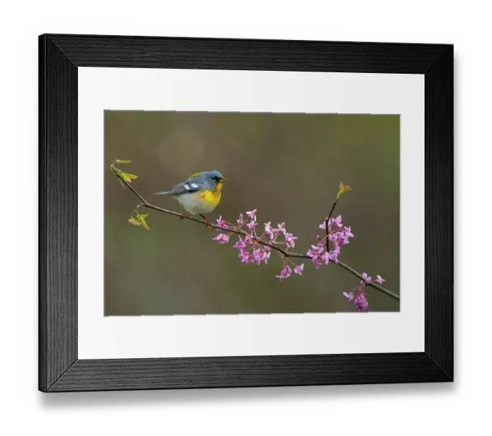 Framed Print : Northern parula (Parula americana) male in breeding plumage, perched in flowering Eastern redbud (Cercis canadensis) in spring, Ohio, USA. April Framed Print : Northern parula (Parula americana) male in breeding plumage, perched in flowering Eastern redbud (Cercis canadensis) in spring, Ohio, USA. April