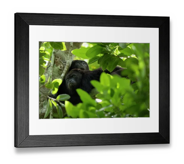 Framed Print : Two Yucatan black howler monkeys (Alouatta pigra) resting in tree, Yucatan Peninsula, Mexico. Endangered Framed Print : Two Yucatan black howler monkeys (Alouatta pigra) resting in tree, Yucatan Peninsula, Mexico. Endangered