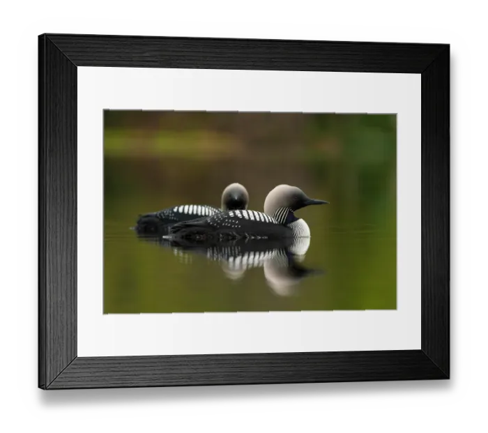 Framed Print : Pacific loons (Gavia pacifica) pair in breeding plumage, on water, Anchorage, Alaska, USA. May