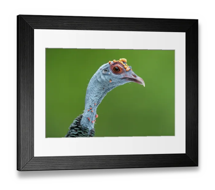 Framed Print : Oscellated turkey (Meleagris ocellata) head portrait, Yucatan Peninsula, Mexico Framed Print : Oscellated turkey (Meleagris ocellata) head portrait, Yucatan Peninsula, Mexico