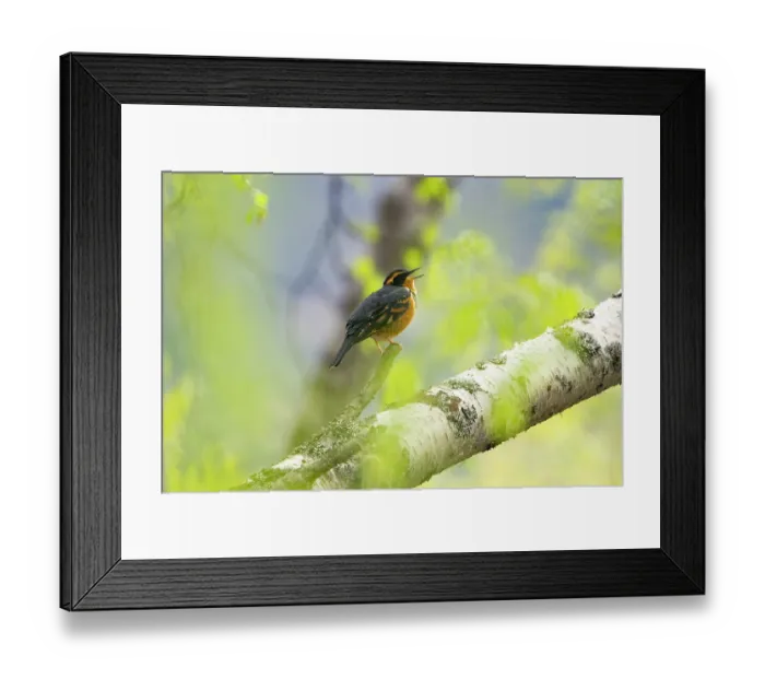Framed Print : Varied thrush (Ixoreus naevius) male, perched on branch, singing in spring, Eagle River, Alaska, USA. May Framed Print : Varied thrush (Ixoreus naevius) male, perched on branch, singing in spring, Eagle River, Alaska, USA. May