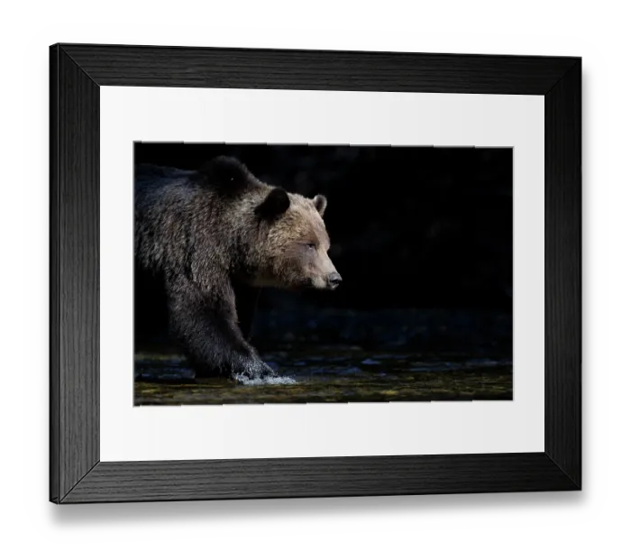 Framed Print : Brown bear (Ursus arctos) female, standing at edge of river, Great Bear Rainforest, British Columbia, Canada. October Framed Print : Brown bear (Ursus arctos) female, standing at edge of river, Great Bear Rainforest, British Columbia, Canada. October