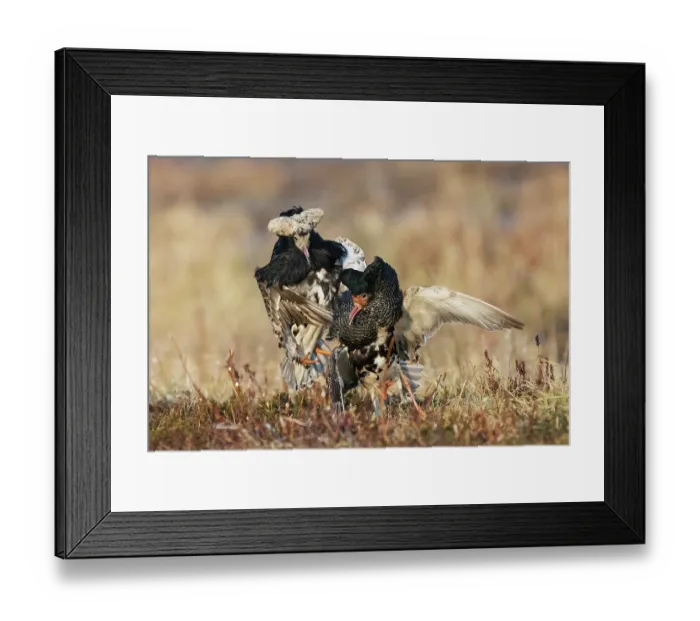 Framed Print : Two Ruffs (Calidris pugnax) male, fighting at the lek, Pokka, Finland, Lapland. May Framed Print : Two Ruffs (Calidris pugnax) male, fighting at the lek, Pokka, Finland, Lapland. May
