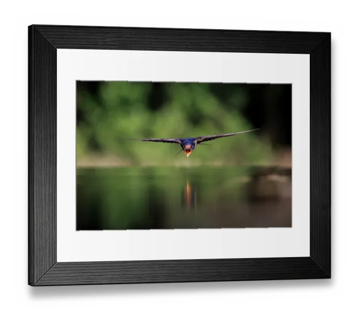 Framed Print : European swallow (Hirundo rustica) flying low over water to drink, Hungary. June