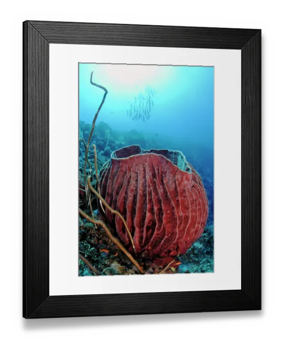 Framed Print : Barrel sponge (Xestospongia testudinaria) on reef with shoal of Barracuda (Sphyraena sp.) in background, Tubbataha Reefs Natural Park, Palawan, Philippines, Sulu Sea Framed Print : Barrel sponge (Xestospongia testudinaria) on reef with shoal of Barracuda (Sphyraena sp.) in background, Tubbataha Reefs Natural Park, Palawan, Philippines, Sulu Sea