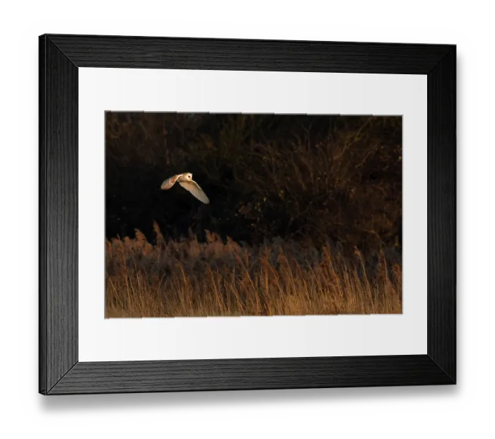 Framed Print : Barn owl (Tyto alba) in flight, hunting at dusk, Norfolk, UK. February Framed Print : Barn owl (Tyto alba) in flight, hunting at dusk, Norfolk, UK. February