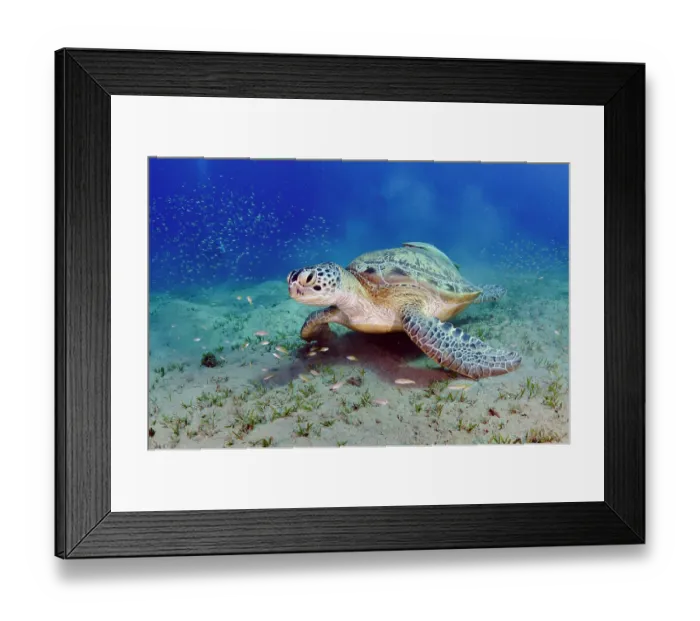 Framed Print : Green turtle (Chelonia mydas) resting on seabed feeding on Seagrass (Halophila stipulacea) with a Remora (Echeneis naucrates) on its back and shoals of small fish swimming around Framed Print : Green turtle (Chelonia mydas) resting on seabed feeding on Seagrass (Halophila stipulacea) with a Remora (Echeneis naucrates) on its back and shoals of small fish swimming around