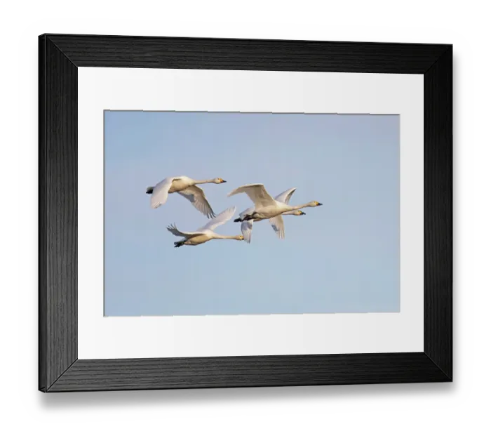 Framed Print : Four Bewick's swans (Cygnus columbianus) in flight, Horning, Norfolk, UK. January Framed Print : Four Bewick's swans (Cygnus columbianus) in flight, Horning, Norfolk, UK. January