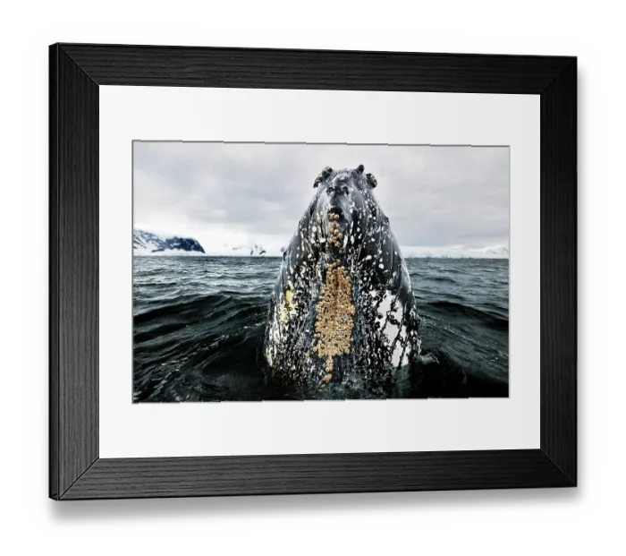 Framed Print : Humpback whale (Megaptera novaeangliae) surfacing, Antarctic Peninsula, Southern Ocean Framed Print : Humpback whale (Megaptera novaeangliae) surfacing, Antarctic Peninsula, Southern Ocean