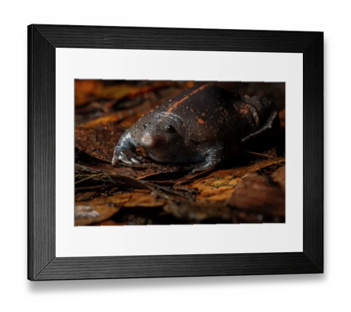 Framed Print : Mexican burrowing toad (Rhinophrynus dorsalis) emerging from the ground on a wet night in the forest, Yucatan Peninsula, Mexico. Controlled conditions Framed Print : Mexican burrowing toad (Rhinophrynus dorsalis) emerging from the ground on a wet night in the forest, Yucatan Peninsula, Mexico. Controlled conditions