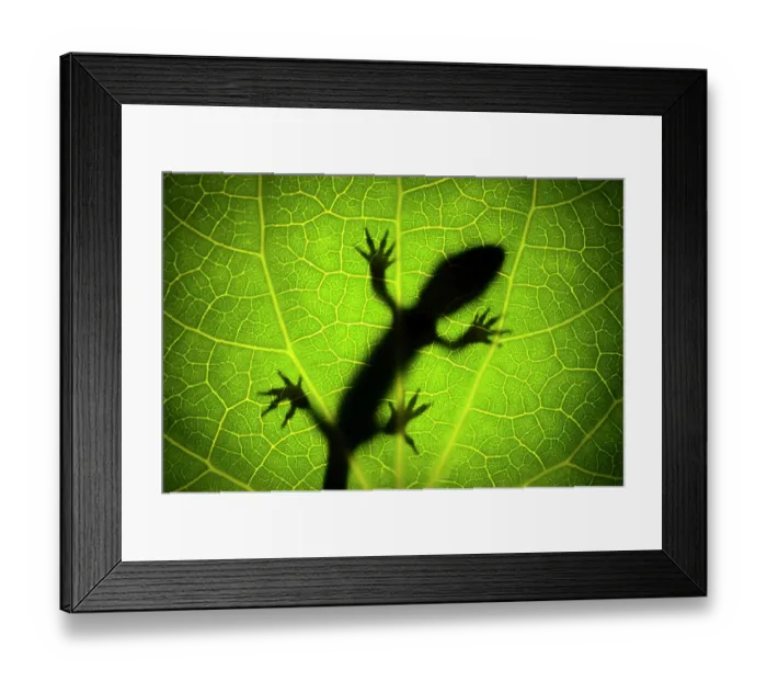 Framed Print : Pacific gecko (Dactylocnemis pacificus) silhouetted through a translucent Kawakawa (Piper excelsum) leaf, Hauturu / Little Barrier Island, New Zealand. Controlled conditions Framed Print : Pacific gecko (Dactylocnemis pacificus) silhouetted through a translucent Kawakawa (Piper excelsum) leaf, Hauturu / Little Barrier Island, New Zealand. Controlled conditions