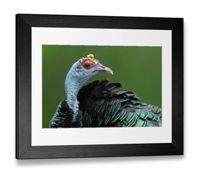 Framed Print : Oscellated turkey (Meleagris ocellata) head portrait, Yucatan Peninsula, Mexico Framed Print : Oscellated turkey (Meleagris ocellata) head portrait, Yucatan Peninsula, Mexico