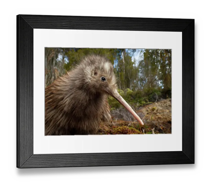 Framed Print : Okarito kiwi (Apteryx rowi) juvenile, portrait Framed Print : Okarito kiwi (Apteryx rowi) juvenile, portrait