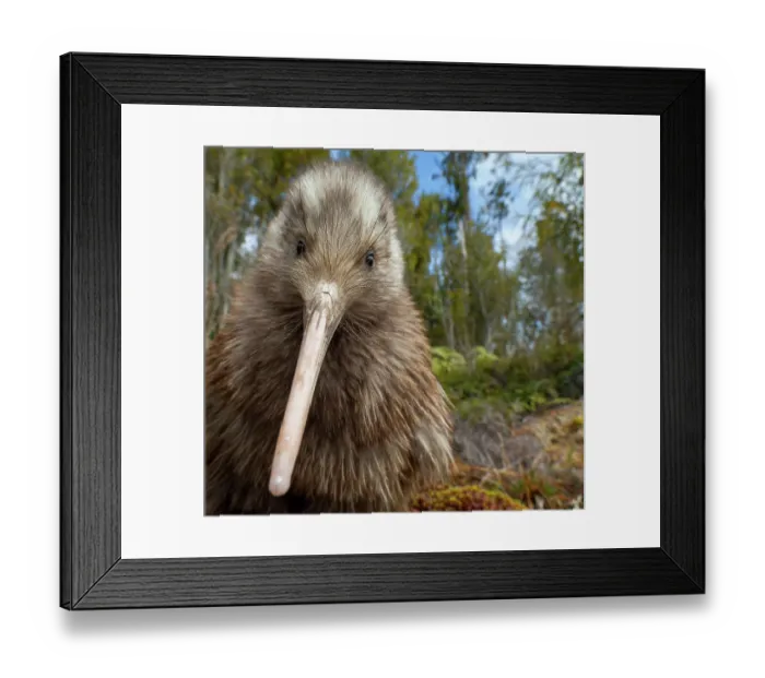 Framed Print : Okarito kiwi (Apteryx rowi) juvenile, portrait Framed Print : Okarito kiwi (Apteryx rowi) juvenile, portrait