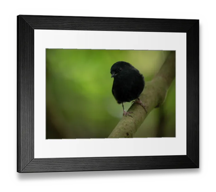 Framed Print : Black robin (Petroica traversi) portrait, almost all birds of the species are colour banded or ringed for monitoring, Rangatira Island, Chatham Islands, New Zealand Framed Print : Black robin (Petroica traversi) portrait, almost all birds of the species are colour banded or ringed for monitoring, Rangatira Island, Chatham Islands, New Zealand