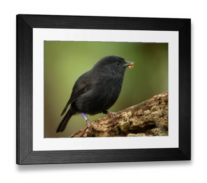 Framed Print : Black robin (Petroica traversi) perched on branch with mealworm in beak Framed Print : Black robin (Petroica traversi) perched on branch with mealworm in beak